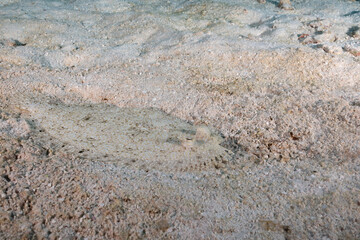 Flounder hidden on sandy ocean floor