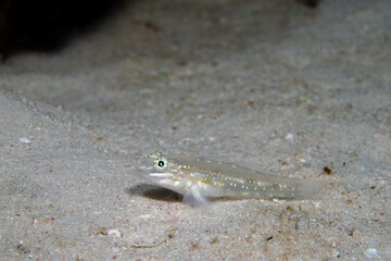 Sand-canyon goby on ocean floor