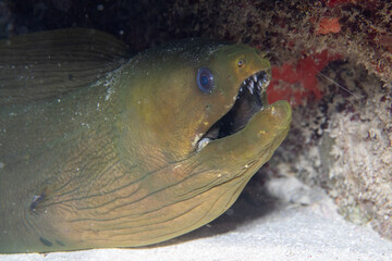 Green moray closeup