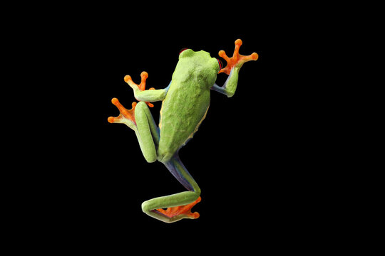 Red-eyed Tree Frog (Agalychnis callidryas) top view.