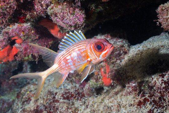 Yellowfin grouper