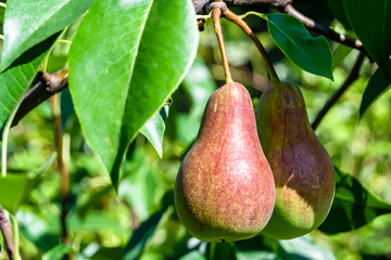 Photography on theme beautiful fruit branch pear tree