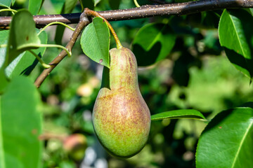 Photography on theme beautiful fruit branch pear tree