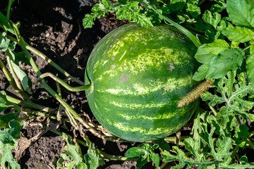 Photography on theme beautiful small fruit watermelon