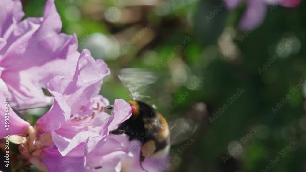 Wall mural Bumblebee on a vibrant pink flower