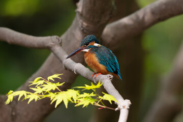 木陰の太い枝の上に立つカワセミ