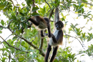 Yucatán spider monkey holding baby's hand