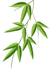 green bamboo leaves watercolor illustration on transparent background