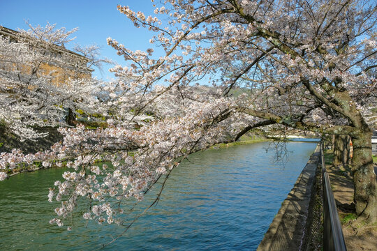 Views of the Okazaki canal with cherry blossoms in Kyoto, Japan.