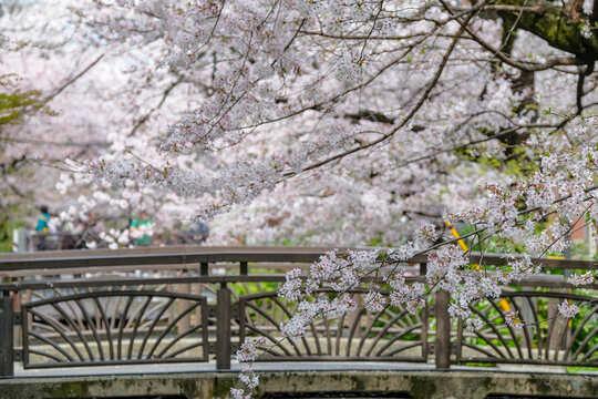 Kyoto, Japan - March 31, 2023: Cherry blossoms on the Takase River on Kiyamachi Street in Kyoto, Japan.