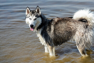 Young Siberian husky is playing in the water