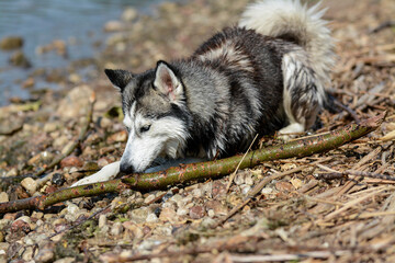 Young Siberian husky is playing in the water