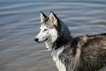 Young Siberian husky is playing in the water