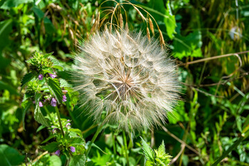 Beautiful wild growing flower seed dandelion on background meadow