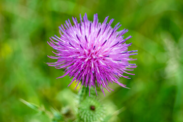 Beautiful growing flower root burdock thistle on background meadow