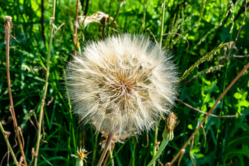 Beautiful wild growing flower seed dandelion on background meadow