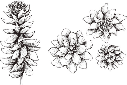 Hand Drawn Digital Image Of Rhodiola Rosea. 
Eps Horizontal Vintage Pattern.  
Line Sketch Silhouette On 
Transparent  Background.