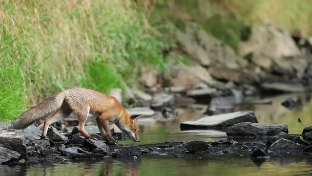 Beautiful fox drinking water from the river