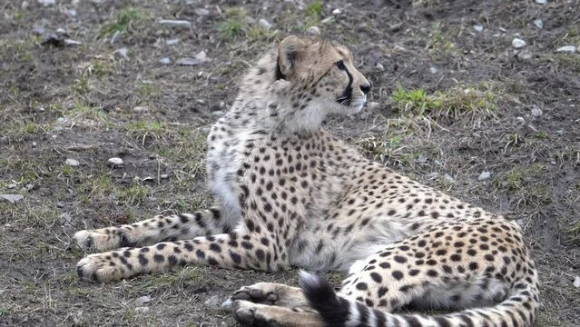 Closeup of a leopard lying in grass looking aside, having a rest