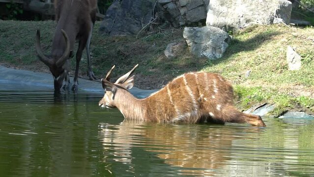 View of sitatunga antelope entering to water