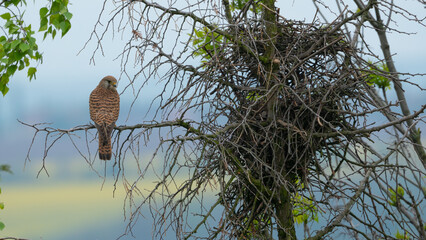 Majestic kestrel bird on a tree branch next to a nest