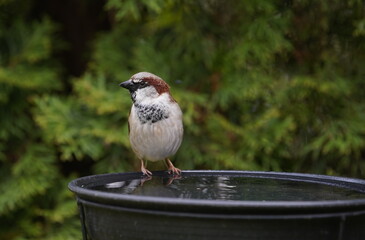 female house sparrow,weiblicher hausspatz
