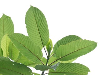 Naklejka na ściany i meble In Selective focus Kratom leaves with branches on white isolated background for green foliage backdrop 