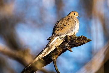 Mourning Dove