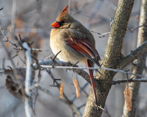 Northern Cardinal Female