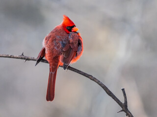 Northern Cardinal Male
