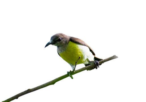 Sunbird or yellow bellied sunbird isolated on white background. (Cinnyris venustus)