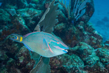 Naklejka na ściany i meble Stoplight parrotfish