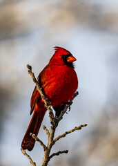 Northern Cardinal Male