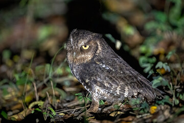 Middle American screech owl
