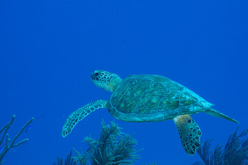 Fototapeta premium Green sea turtle swimming over reef
