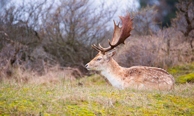 Fototapeta premium Red deer stag with antlers in spring, forest of Amsterdamse Waterleidingduinen in the Netherlands, wildlife in the woodland 
