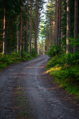 Fototapeta na wymiar Vertical shot of a narrow road through a forest