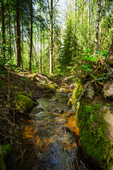 Fototapeta na wymiar Vertical shot of a narrow river in the forest in Finland