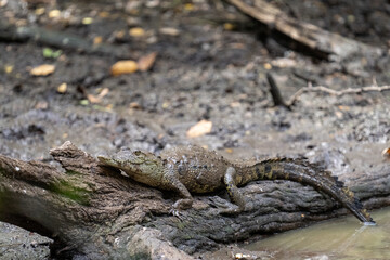 Morelet's crocodile 