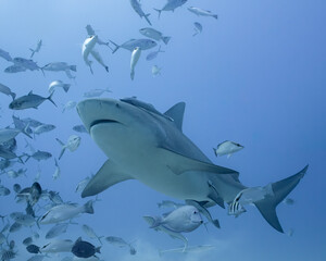 Bull shark