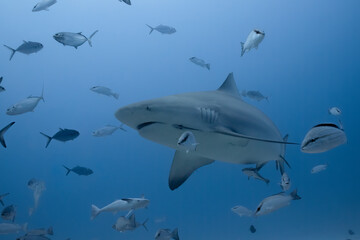 Bull shark