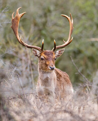 Red deer stag with antlers in spring, forest of Amsterdamse Waterleidingduinen in the Netherlands, wildlife in the woodland
