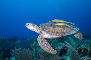 Fototapeta premium Green sea turtle swimming over reef