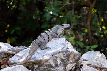 Black spiny-tailed iguana on rock