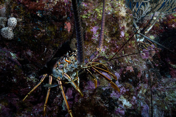 Closeup of Caribbean spiny lobster