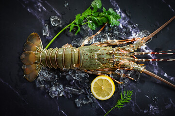 spiny lobster seafood on ice, fresh lobster or rock lobster with herb and spices lemon coriander...