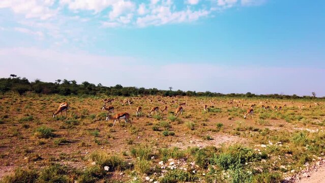 Beautiful shot of steenboks grazing in a field in Etosha National Park, Namibia