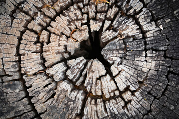 Old tree stump top view, ideal round cut down tree with annual rings and cracks. Wooden texture - Texture of Annual Growth Rings Circle on Stump