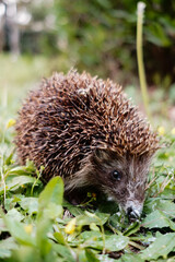 hedgehog in the forest