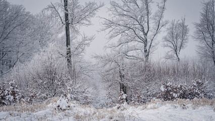 Fototapeta premium Scenic view of leafless trees and shrubs covered with snow in winter